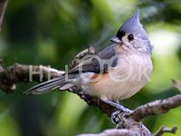 Hi-Look Microfiber Cleaning Cloth, bird design - Tufted Titmouse