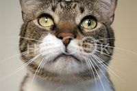 Hi-Look Microfiber Cleaning Cloth - dirk