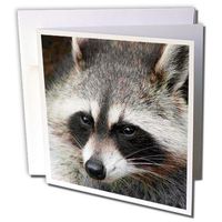 3dRose Raccoon - Greeting Cards, 6 x 6 inches, set of 12 (gc_4658_2)