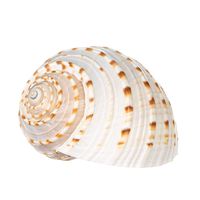 Spotted Tonna Sea Shell | Spotted Tonna Tessalata Sea Shells | 6" Collector Shell | 1 Piece Set for Display or Decor | Plus Free Nautical eBook by Joseph Rains