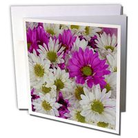 3dRose Daisy Party - Greeting Cards, 6 x 6 inches, set of 12 (gc_7456_2)