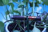 The Cigar Planter - (Cigar Holder and Flower Pot Planter)