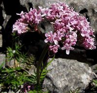 True Source Seeds - Valerian Officinalis Hardy Perennial Tall Pink Flowers,30 Seeds