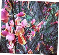 WDT 1 Pcs Starter Plant Scotch Broom Cytisus 'Sister Rosie Smnscdry' - 33EB