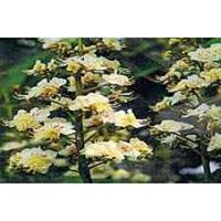 Ainsworths 10 ml White Chestnut Bach Flower Remedy