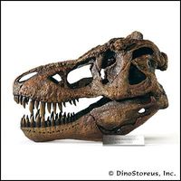 Tyrannosaurus Rex Skull Model, 1/4 Scale
