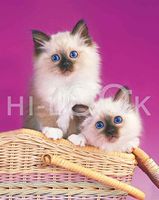 Hi-Look Microfiber Cleaning Cloth, cat design - Kittens in a basket