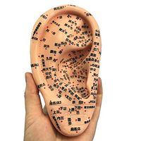 LUCKFY Ear Acupuncture Model - 16cm - Pressure Point and Meridians - Model Anatomy Professional Medical Acupuncture PVC Material Ear Acupuncture Practice Model