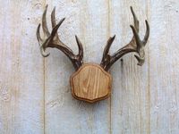 The Taxidermists Woodshop Medium Oak"The Deer Stand" Antler Mounting Kit