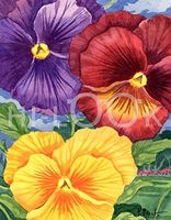 Hi-Look Microfiber Cleaning Cloth, Flower design - Pansies