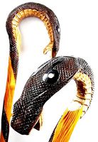oleksandr.victory Cane Walking Stick Wooden Stick Handmade Men's Accesories (34 inch, Cobra)
