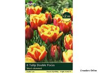 Tulip Double Focus Bulbs (8 in Pack)