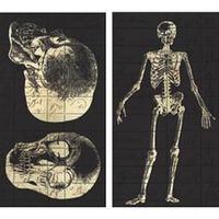 HomArt Infirmerie General Skeleton Matches Match Box Set Of 2