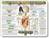 Kemah The Bird's Body Systems - A Double-Sided, UV Protected, Laminated Bird Anatomy Chart: A Learning and Teaching Chart for Veterinary Science Professionals, Veterninary Technicians, Bird Lovers