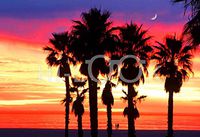 Hi-Look Microfiber Cleaning Cloth - Sunset Moonlight Palms, California Coast