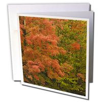 Michigan, Chequamegon NF, Maple tree, Autumn - Greeting Cards, 6 x 6 inches, set of 12 (gc_97150_2)