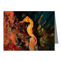 Note Card Seahorse Holding Coral