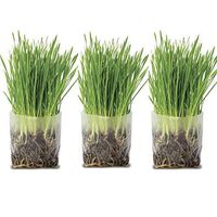 Pop Up Cat Grass Kit (3 Pack) - Just Add Water and Seed. The Perfect Size Snack Your Pets Will Love. Includes Organic Non GMO Wheatgrass Seed and Fiber Soil in a Bag. Easy Growing, Store and Serve.