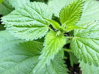 Hundredfold Organic Stinging Nettle 500 Herb Seeds - Common Nettle, Stinger, Urtica dioica