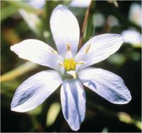 Star of Bethlehem 7.40 Milliliters