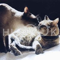Hi-Look Microfiber Cleaning Cloth, cat design - Hannah and Alvy