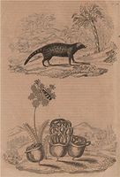 Civette (Civet). Clairon (Trichodes apiarius). Clathrus ruber fungus - 1834 - old print - antique print - vintage print - Mammals art prints