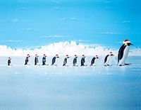 Hi-Look Microfiber Cleaning Cloth - Penguin