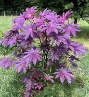 Castor Bean -Deep Purple- New Zealand Purple, Tropical Look, Fast Growing - Ricinus Communis, (16+ Seeds) Grown in and Shipped from USA!