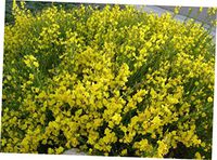 EOV 15 Pcs Seeds Scotch Broom Cytisus Scoparius - 123RK
