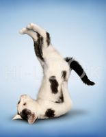 Hi-Look Microfiber Cleaning Cloth - Davey