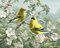 Hi-Look Microfiber Cleaning Cloth - Orchard Goldfinch, Washington State Bird
