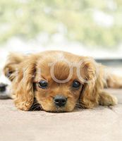 Hi-Look Microfiber Cleaning Cloth, dog design - Cocker Spaniel