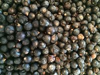 Organic Bio Herbs-Organic Dried Juniper Berries (Juniperus Communis) 4 Oz.