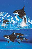 Hi-Look Microfiber Cleaning Cloth - Orca Family (Killer Whale Family)