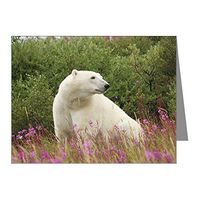 Note Cards (10 Pack) Polar Bear on Canadian Tundra