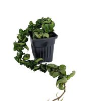 Extra Long Hindu Indian Rope Plant - Hoya - Exotic/Easy/Blooming Size - 4" Pot