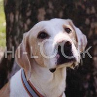 Hi-Look Microfiber Cleaning Cloth, dog design - Cindy