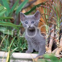 Hi-Look Microfiber Cleaning Cloth, cat design - Gray Kitten