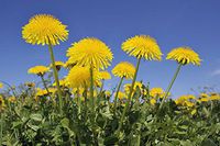 400 seeds Dandelion