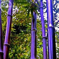 New Rare Purple Bamboo, 30+ Seeds