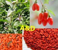 Organic Goji Berries Wolfberry 10 Pounds