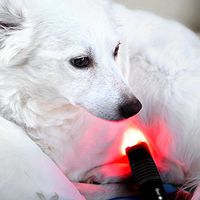 playhair Red Led Light Therapy Device -Cat, Dog, Horse. Pain Relief Hip, Joint, Mobility.and Inflammation Relief Advanced Pain Relief