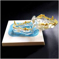 LXX Osteological Veterinary Models - Clear Canine Dog Jaw - Anatomy Medical Teaching Tool,Experimental Teaching aid
