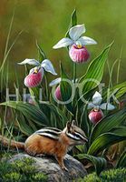 Hi-Look Microfiber Cleaning Cloth - Lady's Slippers, Minnesota State Flower