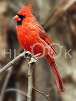 Hi-Look Microfiber Cleaning Cloth, bird design - Northern Cardinal