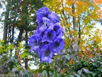 Monkshood Seeds (Aconitum Napellus)World's most Poisonous Plant ,Deadly Beauty ! by wbut2023