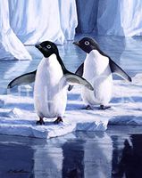 Hi-Look Microfiber Cleaning Cloth - Penguin Pair