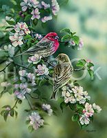 Hi-Look Microfiber Cleaning Cloth, bird design - House Finch and Apple Blossom
