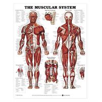 The Muscular System Anatomical Chart