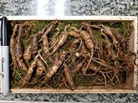 American Wild Ginseng Appalachian Mountain PANAX 100% Natural Organic Fresh Wild Ginseng Root Gift Pack (30~40 Years Old, 23 PCS) King of Saponin!